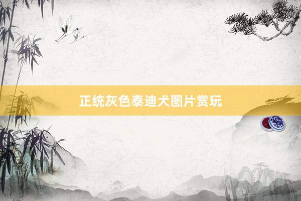 正统灰色泰迪犬图片赏玩